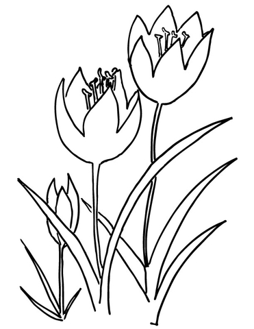 Three Tulips  Coloring Page